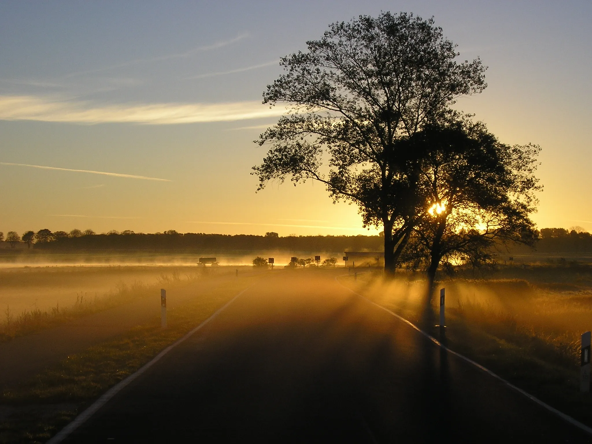 Allee auf der Insel Poel an einem nebligen Herbstmorgen